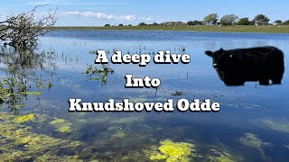 A Deep Dive Into Knudshoved Odde A Hidden Gem Of Nature In Denmark