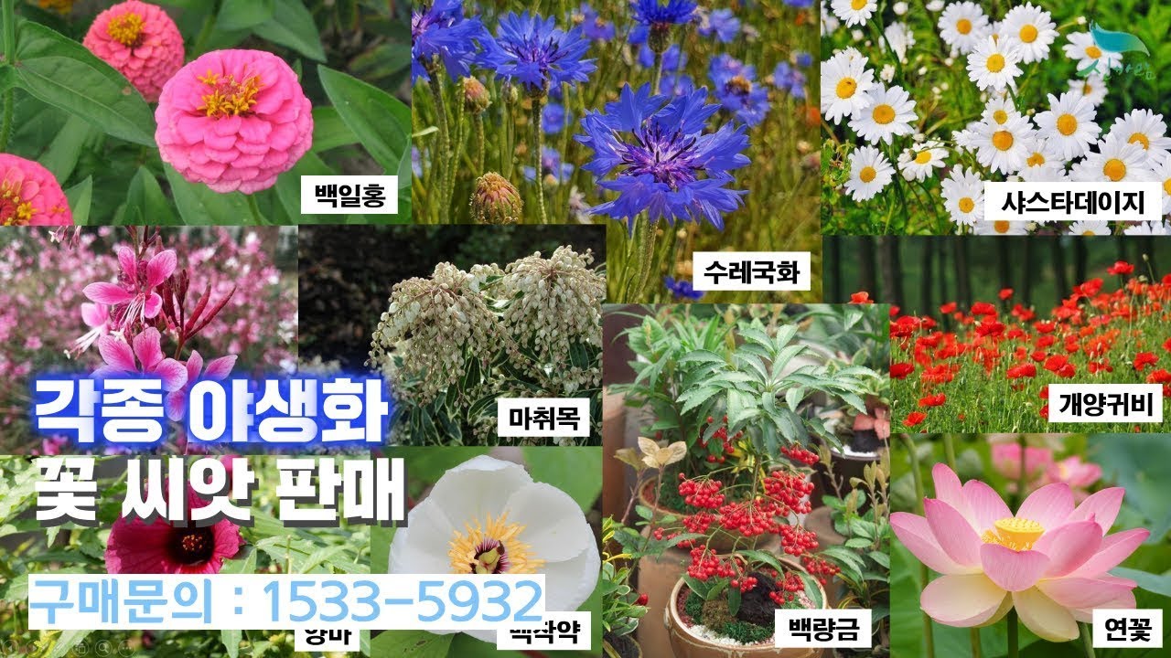 [신바람 플랜트 협력업체 판매상품 - 각종 야생화 꽃 씨앗 판매합니다 ] - YouTube