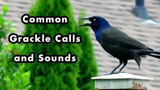 What Does a Common Grackle Sound Like? - Bird Call and Sounds - Sound Effects