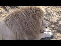 Львиный завтрак строго по расписанию! Lion Breakfast at Taigan Safari Park!