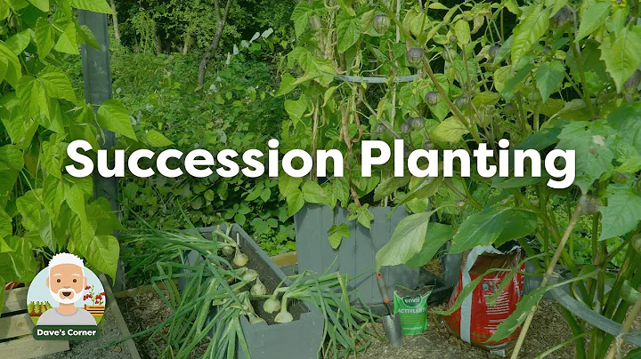 Succession Planting Tutorial: Alisa Craig Onions a...