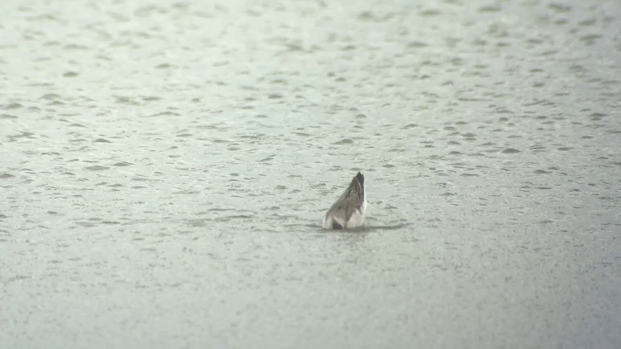 Wilson’s Phalarope. Oare Marshes Kent. 13/10/2017 
