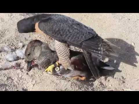 falcon gadwall drake