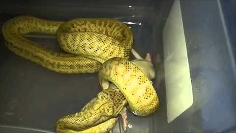 Male Super Caramel Zebra Jaguar Carpet Python eating a rat