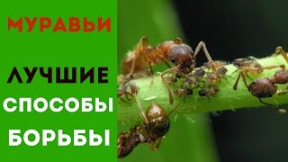 МУРАВЬИ ЛУЧШИЕ МЕТОДЫ УНИЧТОЖЕНИЯ /BEST METHODS OF DESTRUCTION OF ANTS. МУРАВЬИ ЛУЧШИЕ МЕТОДЫ УНИЧТОЖЕНИЯ /BEST METHODS OF DESTRUCTION OF ANTS.