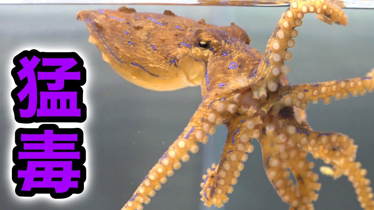 Keeping Of The Strongest Poisonous Octopus The Blue Ringed Octopus Youtube