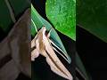Brown-banded Hunter Hawkmoth #youtubeshorts #garden #viral #beatifulnature #flower #hunting