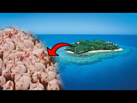 Vídeo: Onde fica a praia dos porcos?