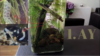 Kavanozda Yaşam Bölüm 2 1 Aylık Süreç Kapalı Ekosistem Enclosed Ecosphere 1 Month