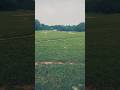Tune O Rangeele |#shorts #short #shortvideo #song #viralvideo #viralshort #viralshorts #video #viral