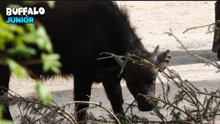 Cute Little Buffalo Eating With Mom