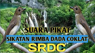 suara pikat MP3 srdc paling ampuh