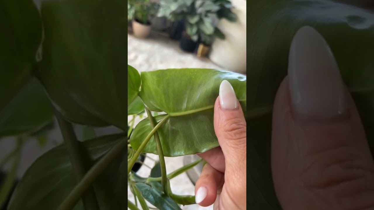 Houseplant pest identification-Spider mites! Here’s how to spot them + how to treat them! 