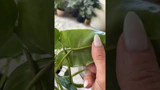 Houseplant pest identification-Spider mites! Here’s how to spot them + how to treat them! #plants