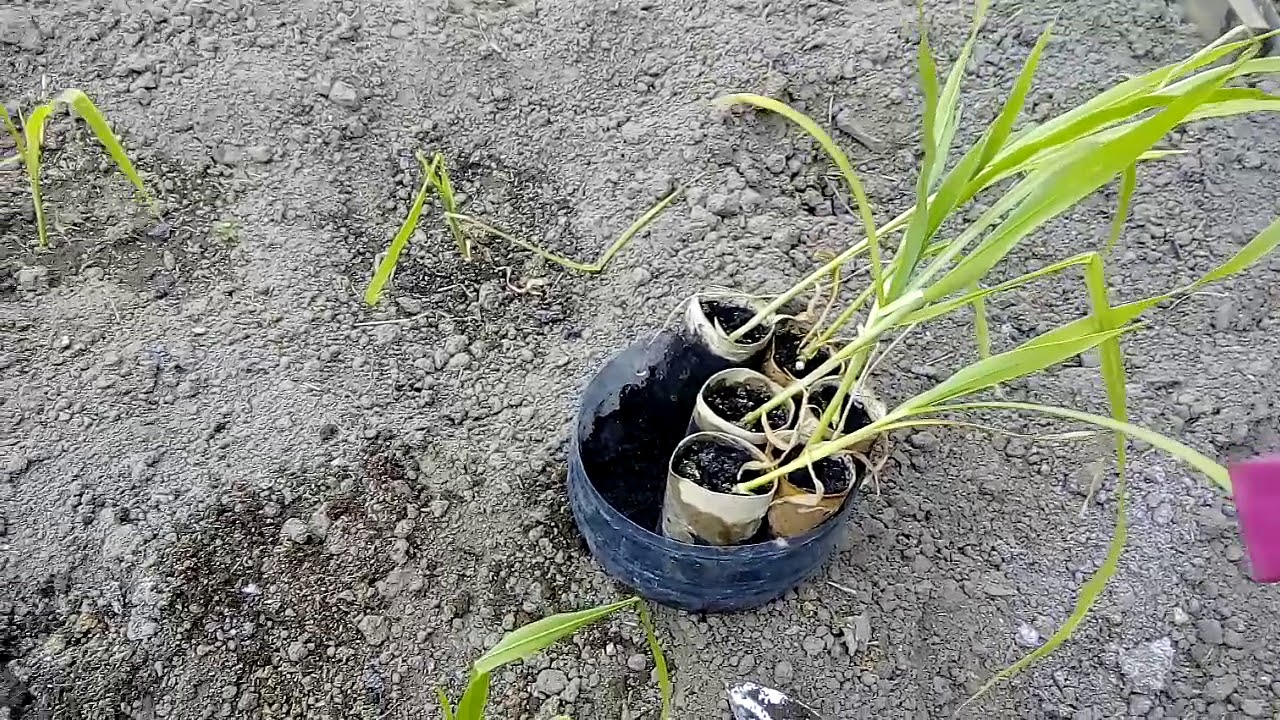 В каком месяце сажают кукурузу. Пикирование кукурузы. Саженцы кукурузы. Сажаем кукурузу в открытый грунт. Высадка рассады кукурузы в грунт.