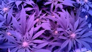 Day 17 (B) flower / GT-1 / 32x32x70 tent / Mars-Hydro II 700 LED / Grow Goblin