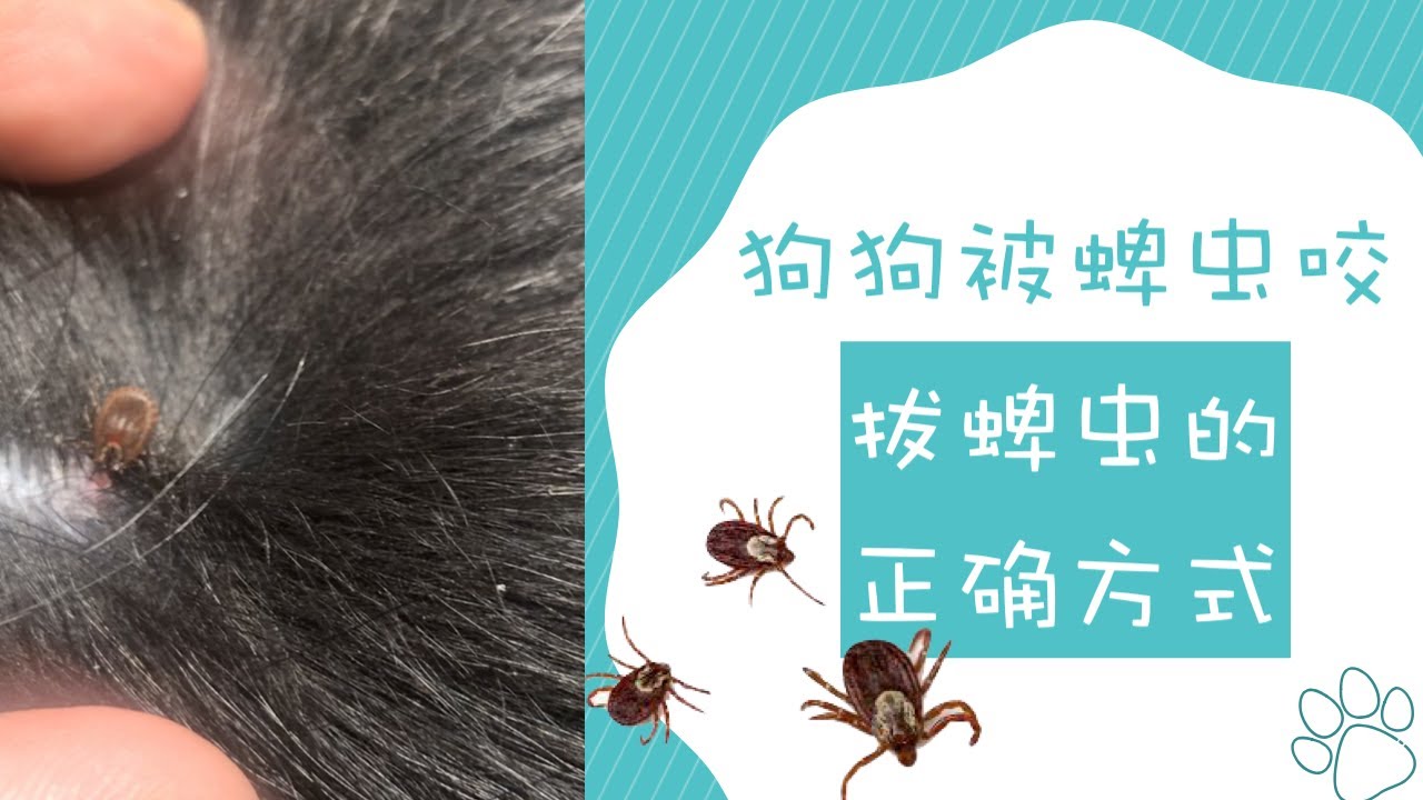 狗狗被蜱虫 Tick 咬 拔蜱虫的正确方式示范 Youtube