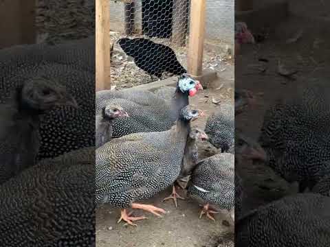 Natural pest control