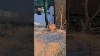 Опилочно-Пылевая Ванна #Домзайца #Bunny #Hare #Cute