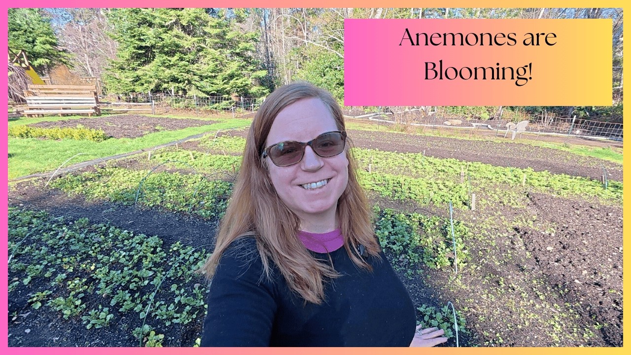 Anemones Are Blooming! 🌸 Ranunculus Sprouting + Starting Dahlia Cuttings