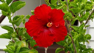 Devonport Hibiscus 4K