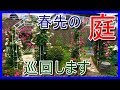 【バラ庭】ベーサルシュート確認・切り戻し・芽かき★楽しい季節になってきました!