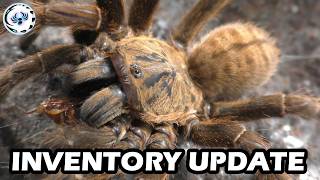 Updating on the Tarantula Inventory