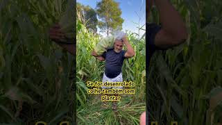 Se for desenrolado colhe sem plantar também