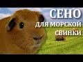 Сено для морских свинок. Какое сено едят морские свинки. Хорошее сено для морской свинки