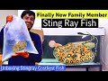 Finally i got sting ray  monster fish in tank  unboxing stingray fish