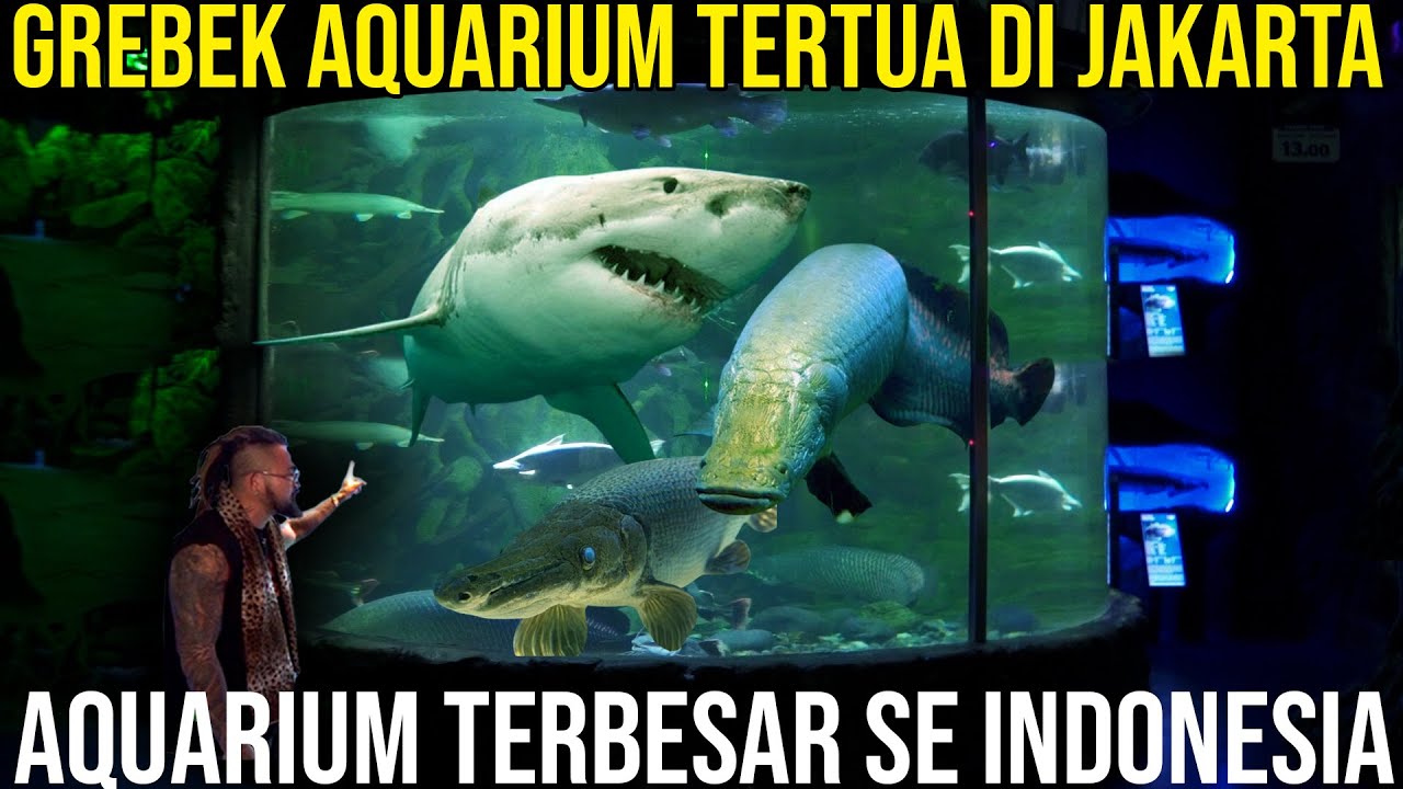 GREBEK AQUARIUM TERTUA DI JAKARTA II AQUARIUM TERBESAR SE INDONESIA SEAWORLD ANCOL 