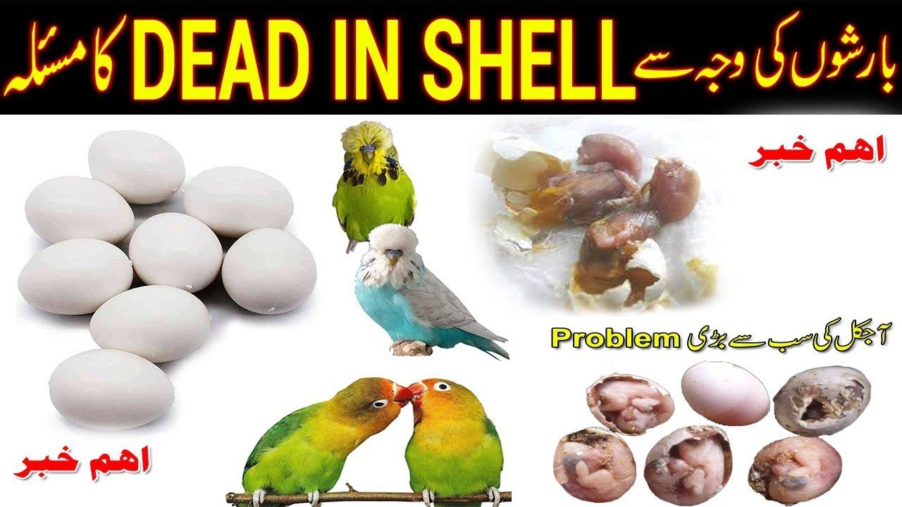 Important Information about dead in shell #dead in shell #nature # ...