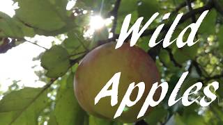 Wild Apples & A Lunch from the 1990's