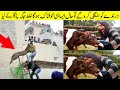 Times Animals Took Revenge On Humans | شوخیاں مارنے کا نتیجہ