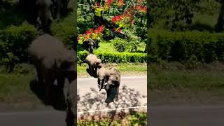 Kodagu Elephant Road Cross