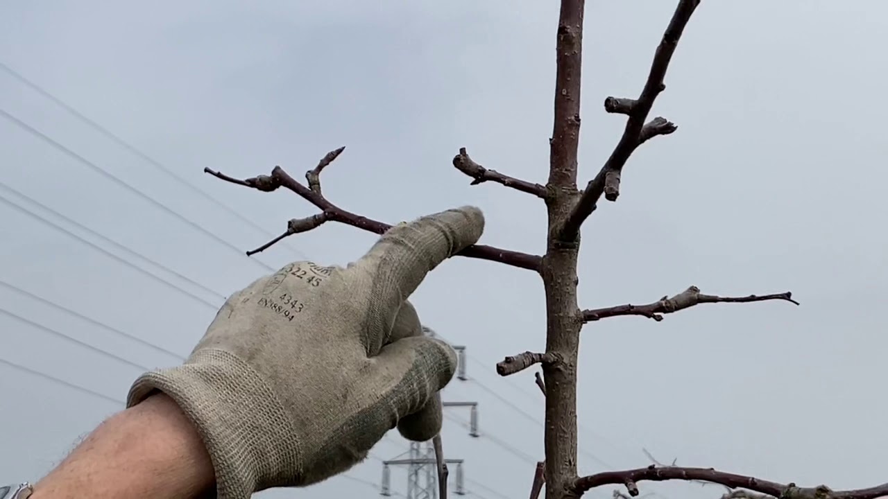 Pommier pillar : Taille d’hiver mars 2021 Ohlungen  Association fruitière de Haguenau et environs.
