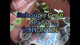 CARA STEK POHON TIN Super Cepat | 95% Berhasil