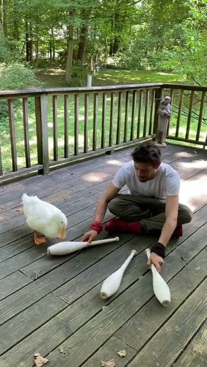 #shorts 🔥🤬 My duck can juggle!! 😅🤪 she’s a professional duckggler!! #juggler #juggle #foryou #t