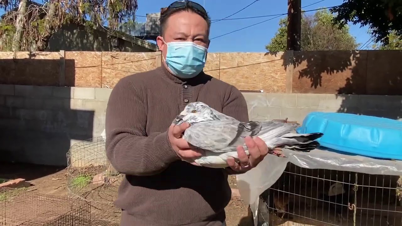 Поездка в Калифорнию — гигантские королевские голуби и дедушкины куры породы «ориентал»