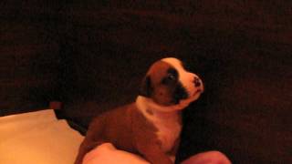 Amstaff Canossa Litter G 2 Male Gulliver River Of Dreams Canossa