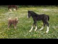 Foal playing with Shar pei Dog!