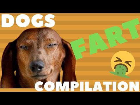 Funniest Dogs Farting 🐕💨 Dogs Farting Compilation