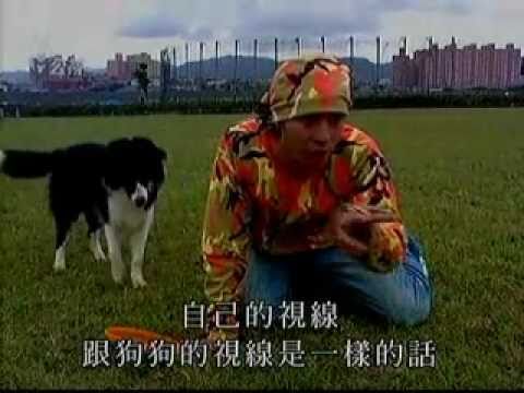 追趕跑跳飛盤狗