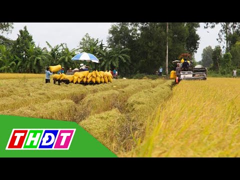 Video Giá lúa giảm ở nhiều địa phương Đồng bằng sông Cửu... - youtube