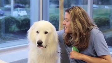 Push-In Relay Test - 95lb Dog Named Aspen - Phoenix Contact