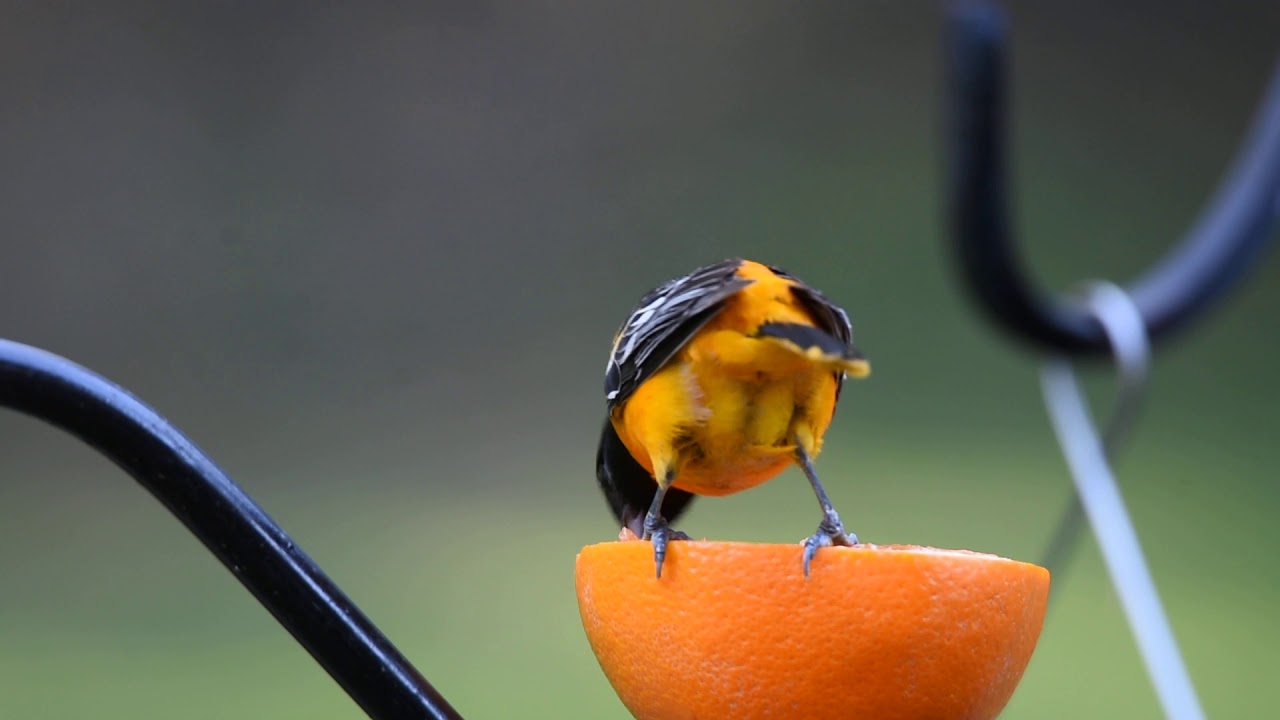 Male Baltimore oriole eating an orange 