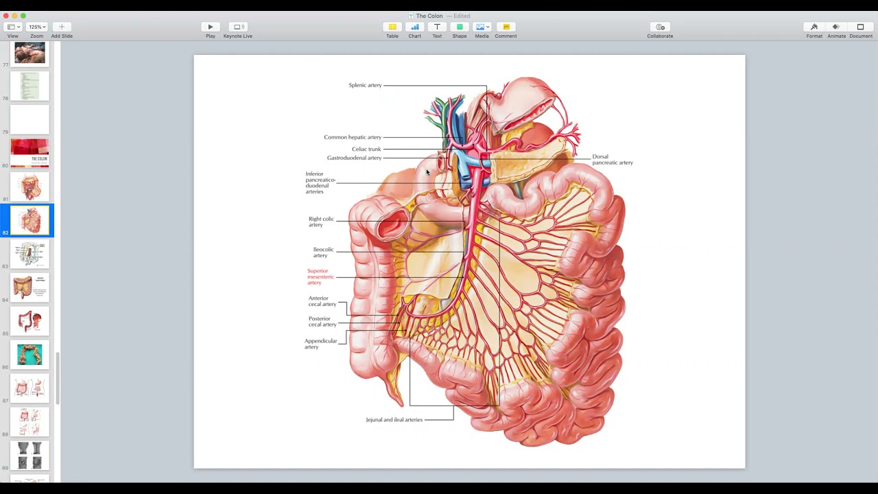 Colon: Part 1 - General Surgery Course (4th + 6th Stages)