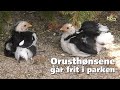 Orusthønsene lukkes ud