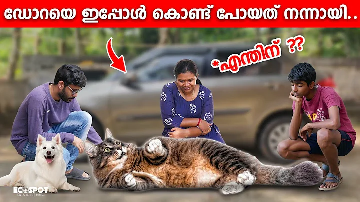 Video 3808761: persian cat grooming, persian cat hair cutting