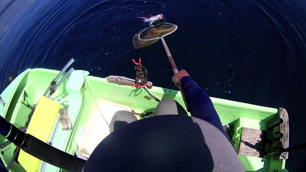 乗っ込み真鯛入れ食い Vol 2 Youtube